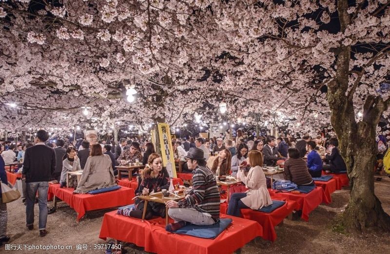 樱花旅游日本樱花图片
