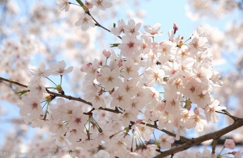 樱花旅游日本樱花图片