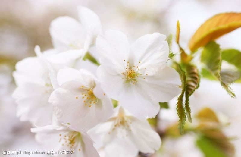 樱花树日本樱花图片