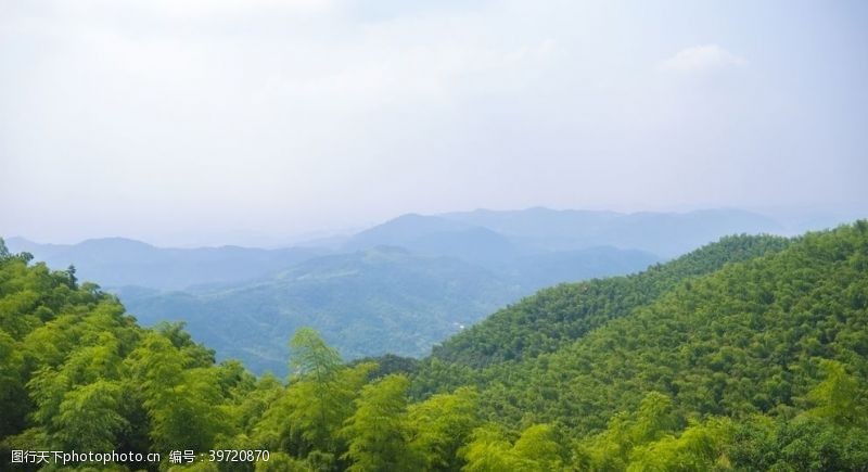 大树森林风景图片