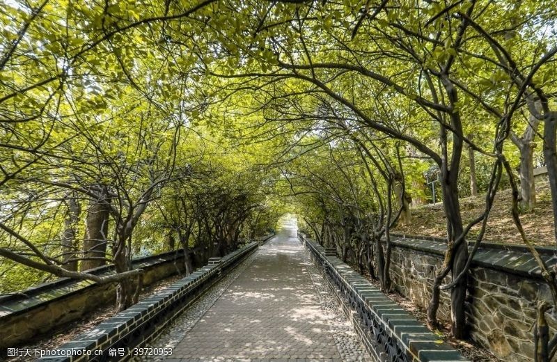 旅游风景森林风景图片