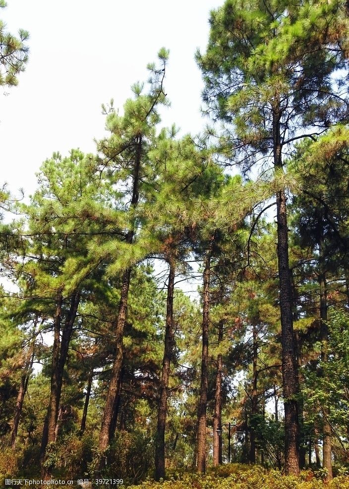 大树森林风景图片