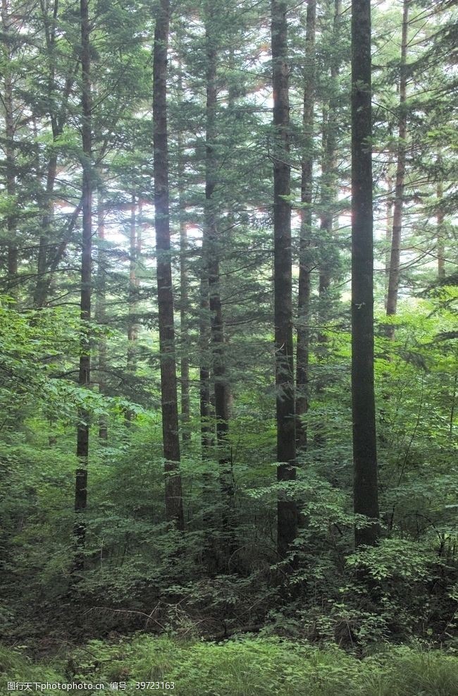 创意森林森林风景图片