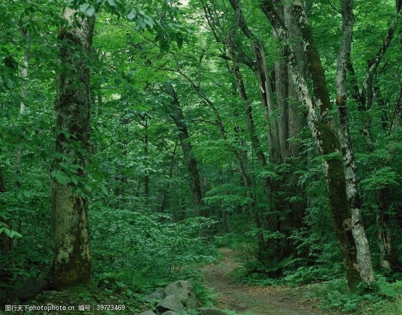 创意森林森林风景图片