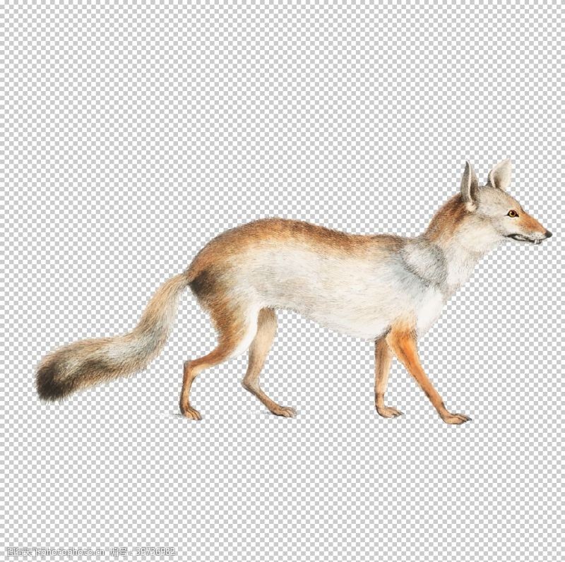 狼头野生动物插图图片