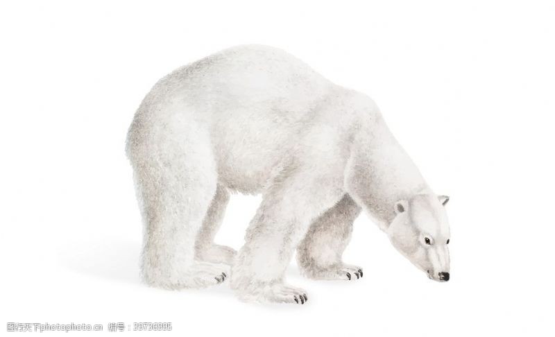 白狼野生动物插图图片