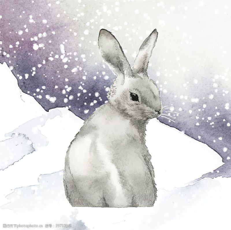 大白兔野生动物插图图片
