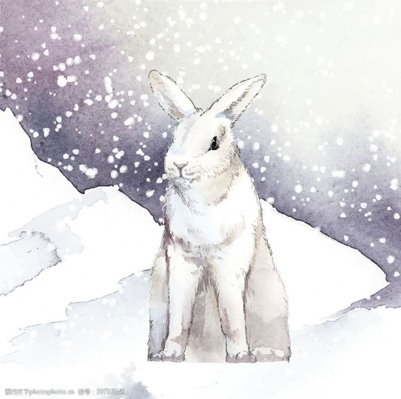 大白兔野生动物插图图片