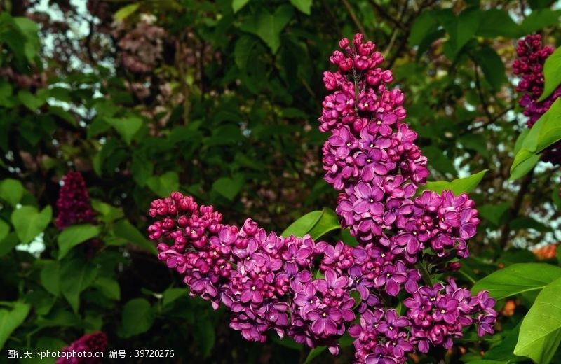 赏花节紫丁香图片