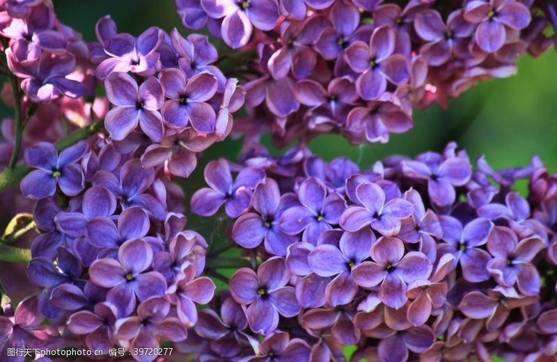 求婚紫丁香图片