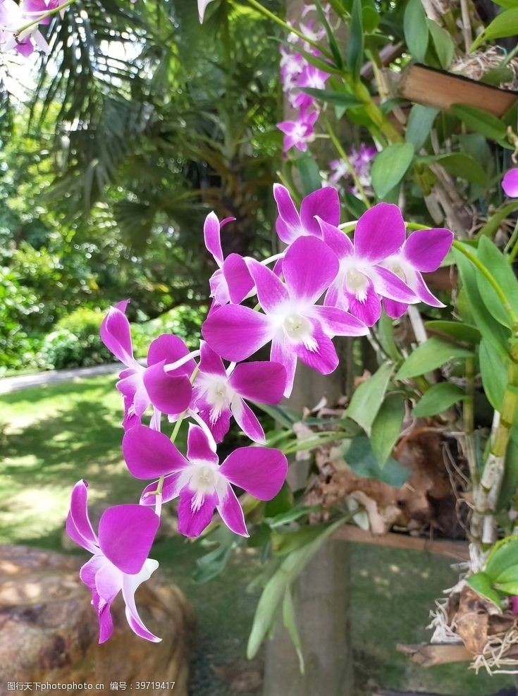 春暖花开紫色兰花图片