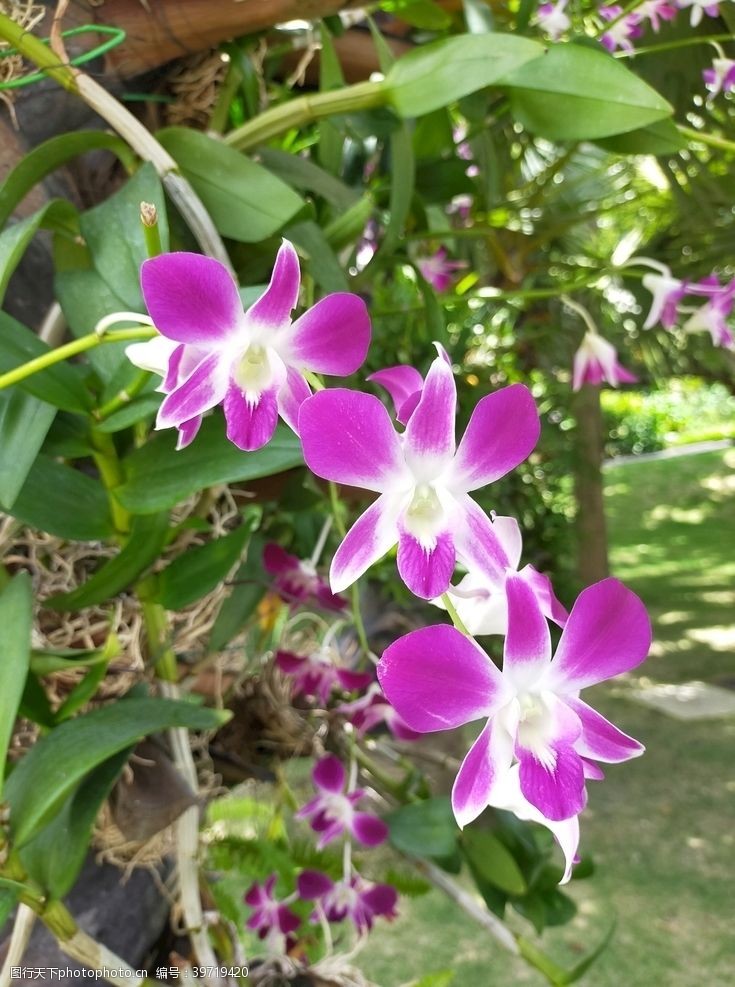 春天花朵紫色兰花图片