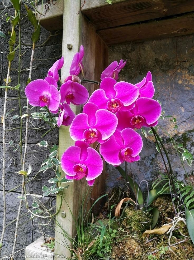 美丽春天紫色兰花图片
