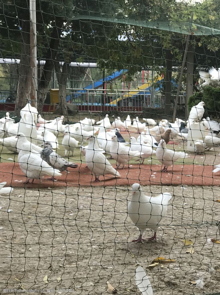 鸽子白鸽图片