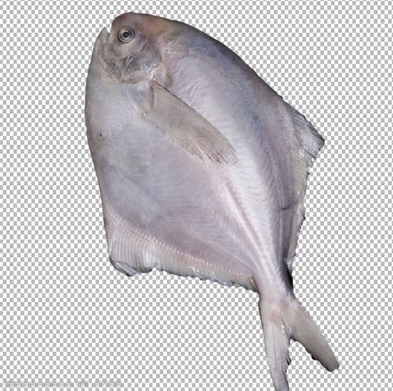 海鲜写真鲳鱼透明底鱼图片