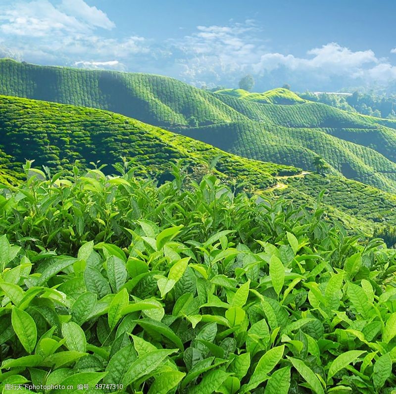 红绿茶系列茶园图片