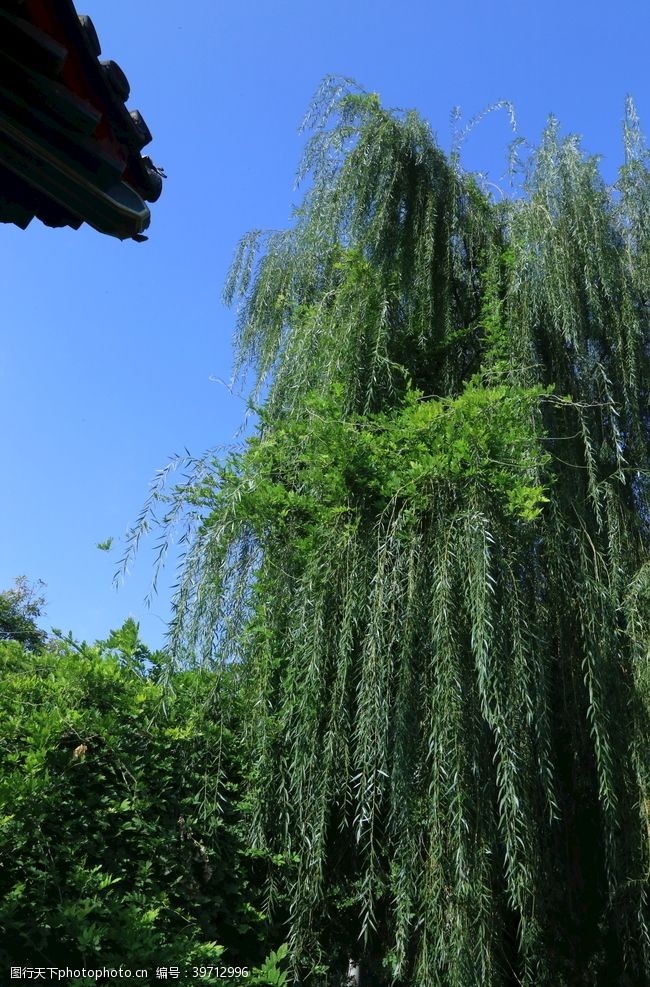 枝条垂柳风景图片