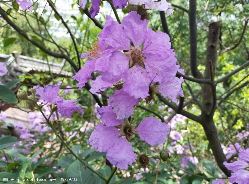 美丽春天大花紫薇图片