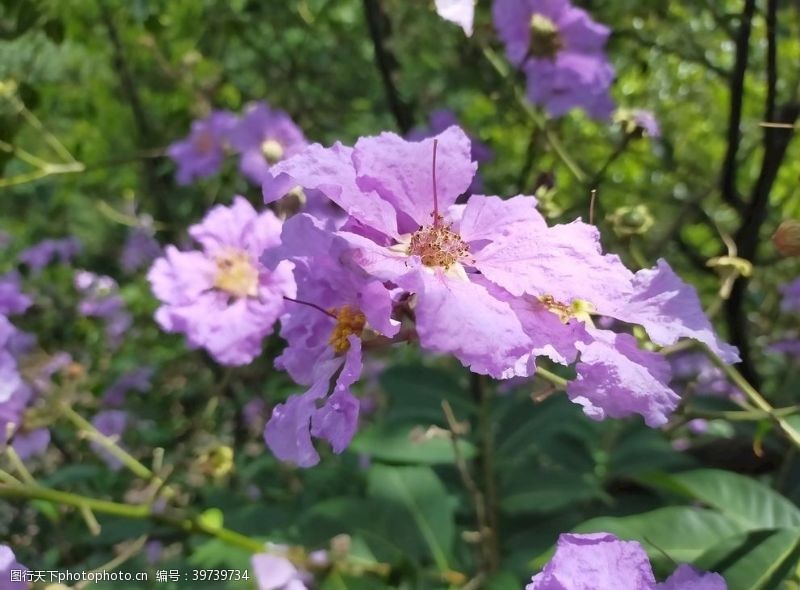 春暖花开大花紫薇图片