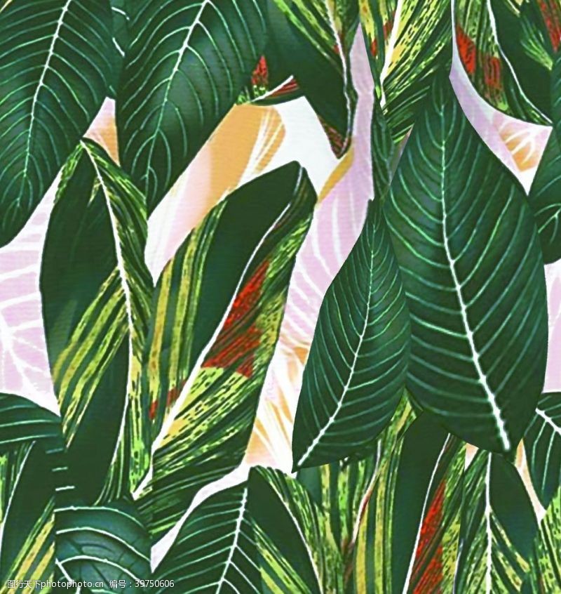 大牌热带植物叶子图片