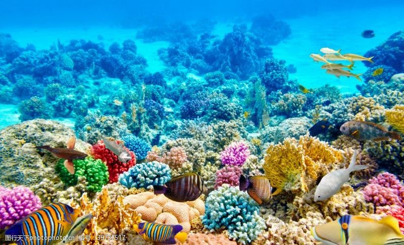 珊瑚礁海底世界图片