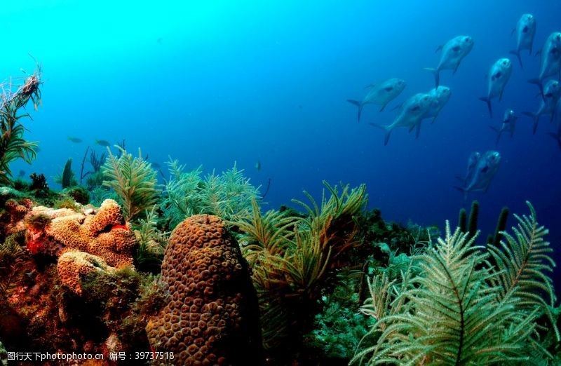 唯美自然风景类海底世界图片