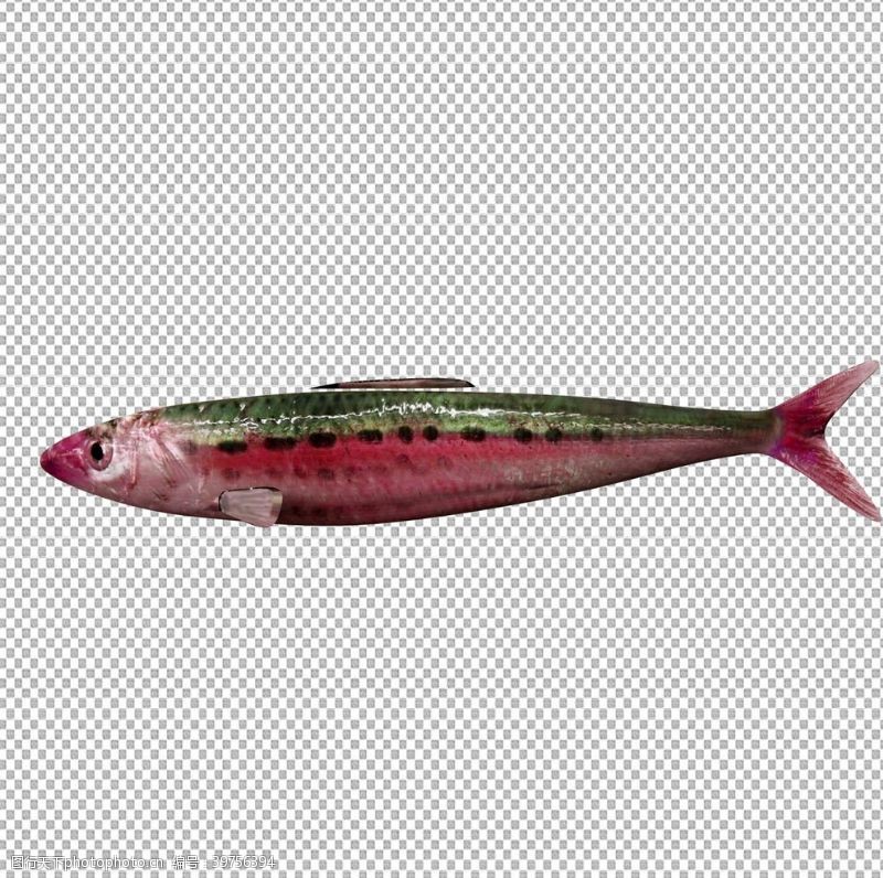 海鲜写真红腹沙丁鱼图片