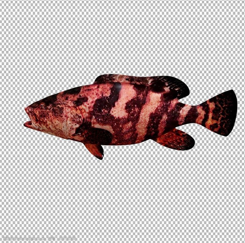 海鲜写真红锈石斑鱼图片