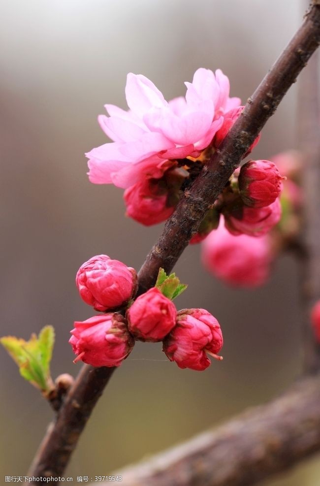 其它花骨朵图片