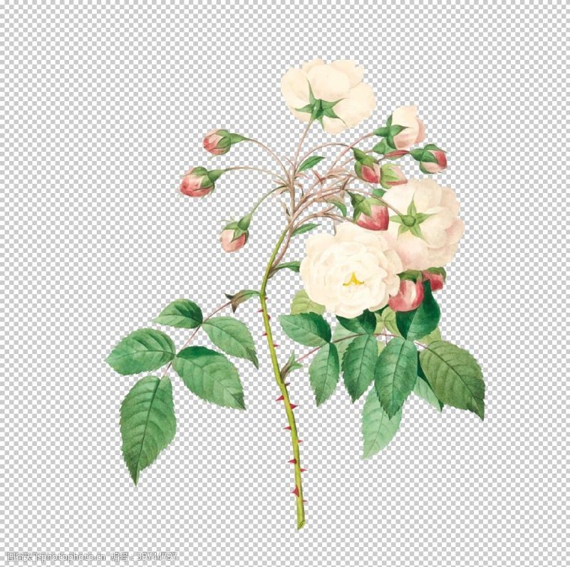 花苞花卉插图图片