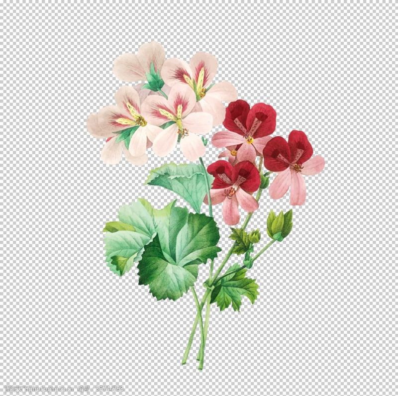 花草图案花卉插图图片