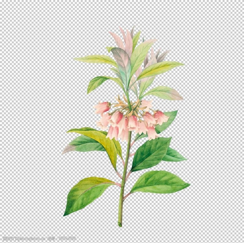 树木插画花卉插图图片