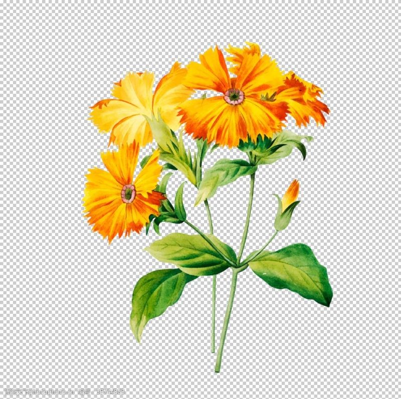 花蕾花卉插图图片