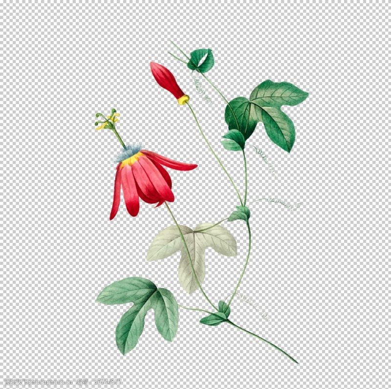 花蕾花卉插图图片