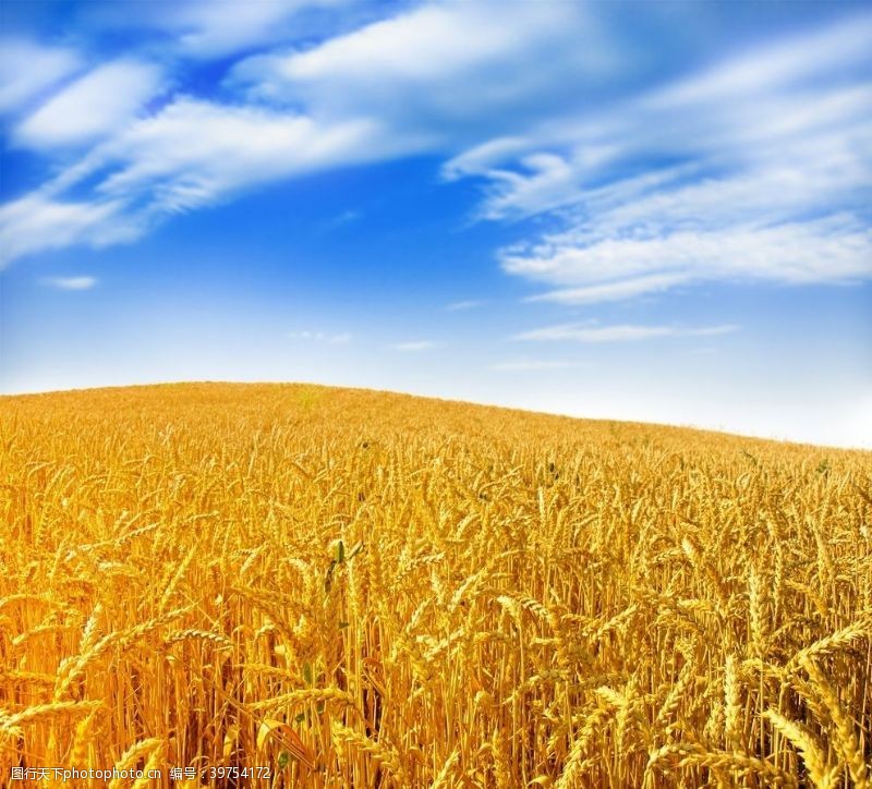 金黄色的小麦金黄色麦田图片