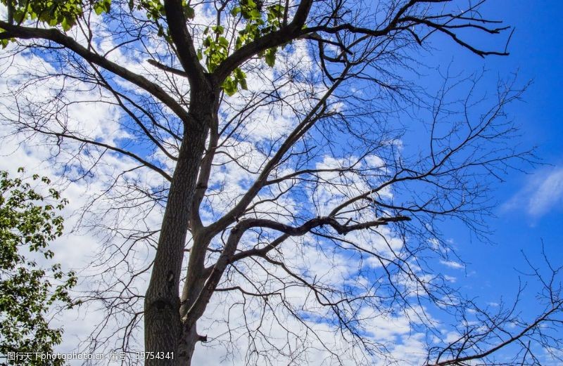 自然风光蓝天大树白云图片
