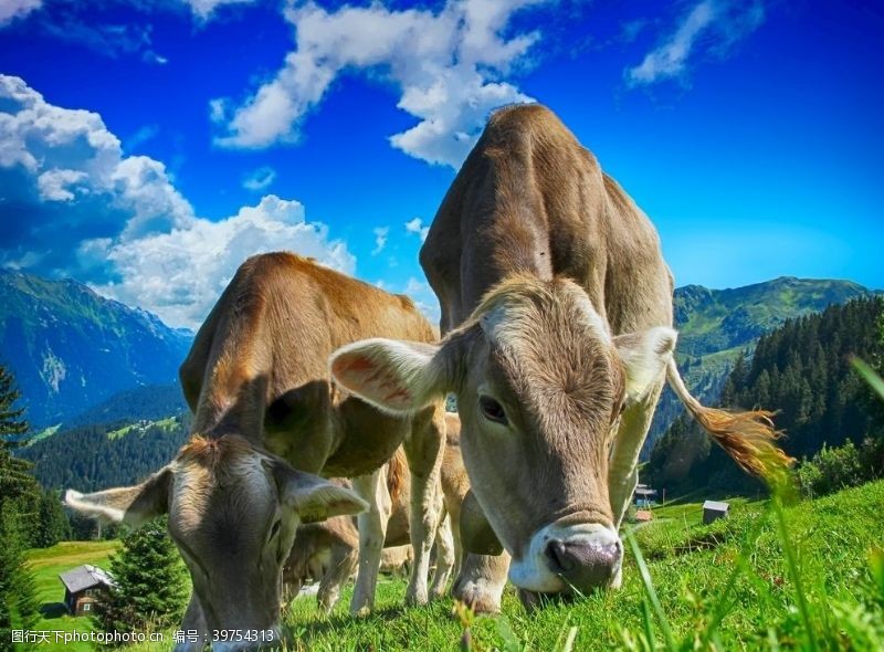 天然环保蓝天奶牛图片