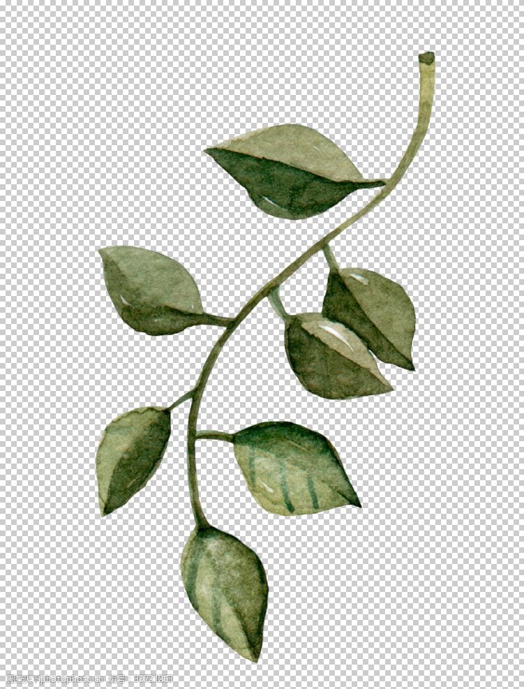 植物边框绿叶图片