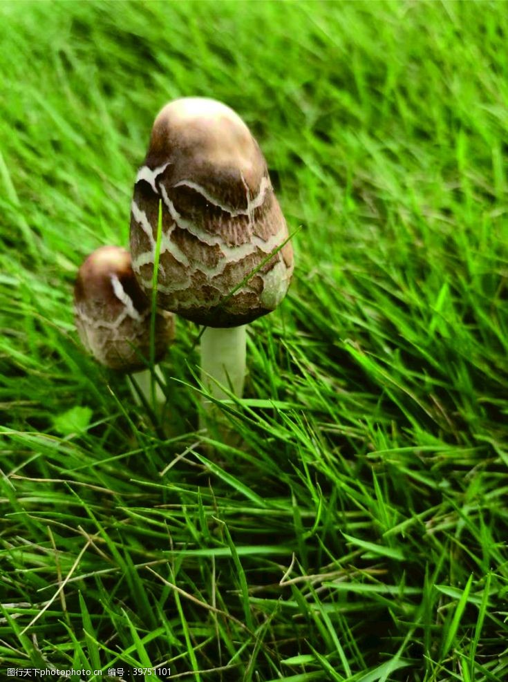 自然美景蘑菇图片