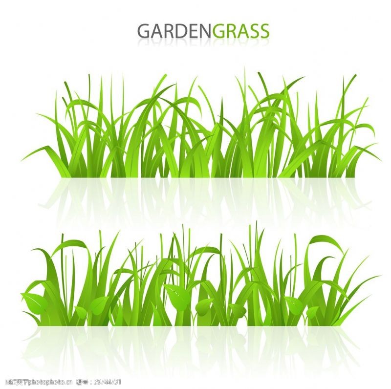 绿色草坪青草植物图片