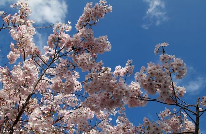 樱花树日本樱花图片