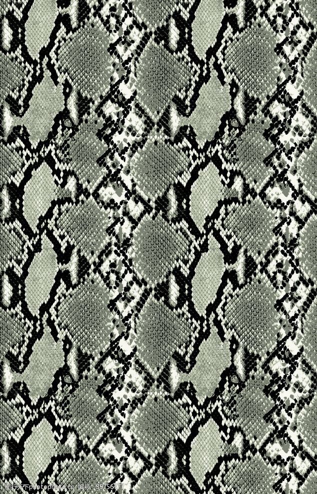 棕榈树蛇皮纹图片