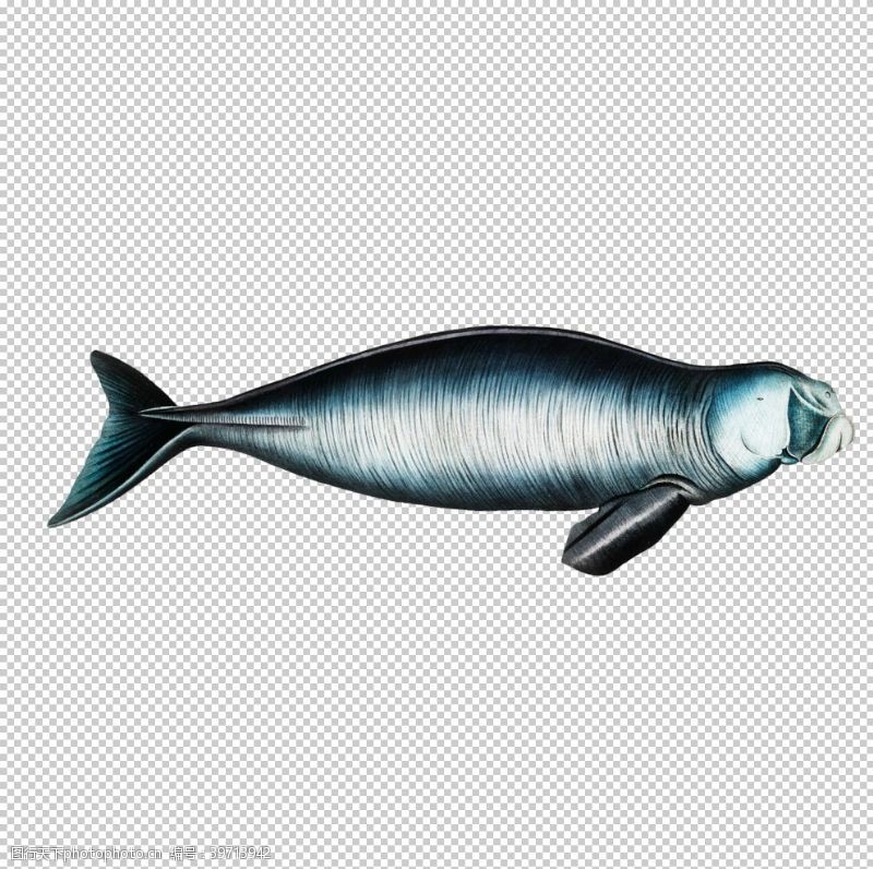 生猛海鲜手绘海鱼图片