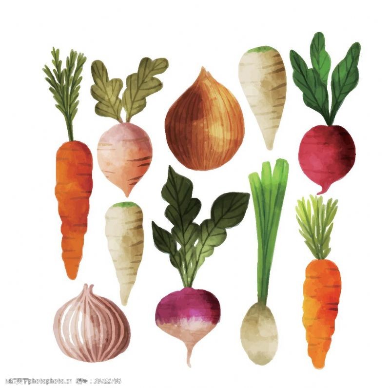 洋葱手绘蔬菜矢量图图片