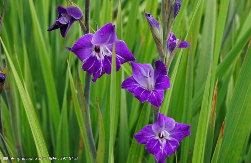 唐草唐菖蒲鲜花图片