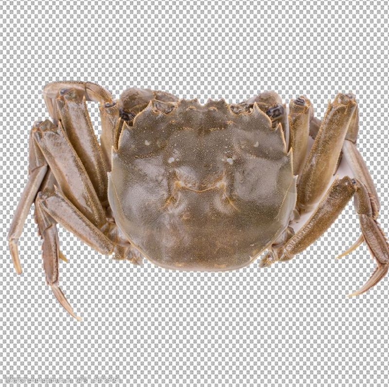 大闸蟹透明底螃蟹图片