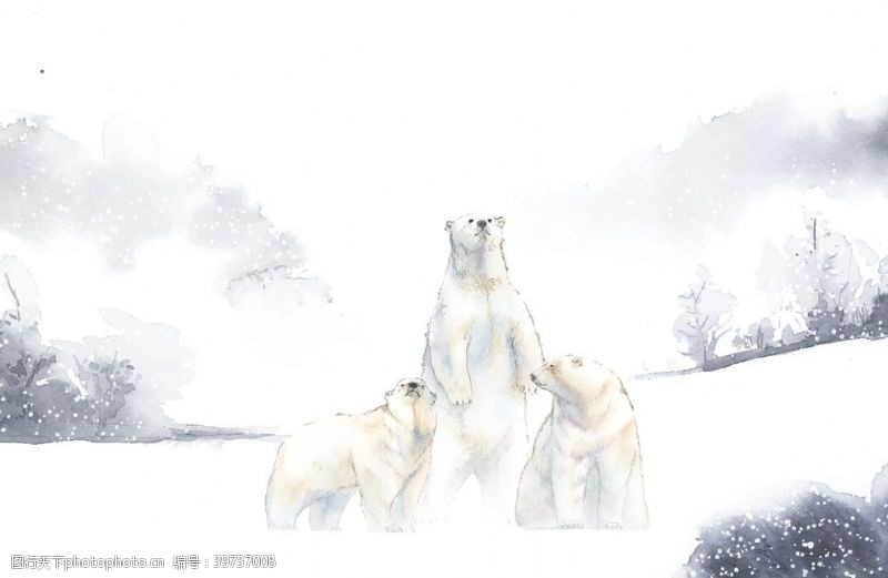 白狼野生动物插图图片