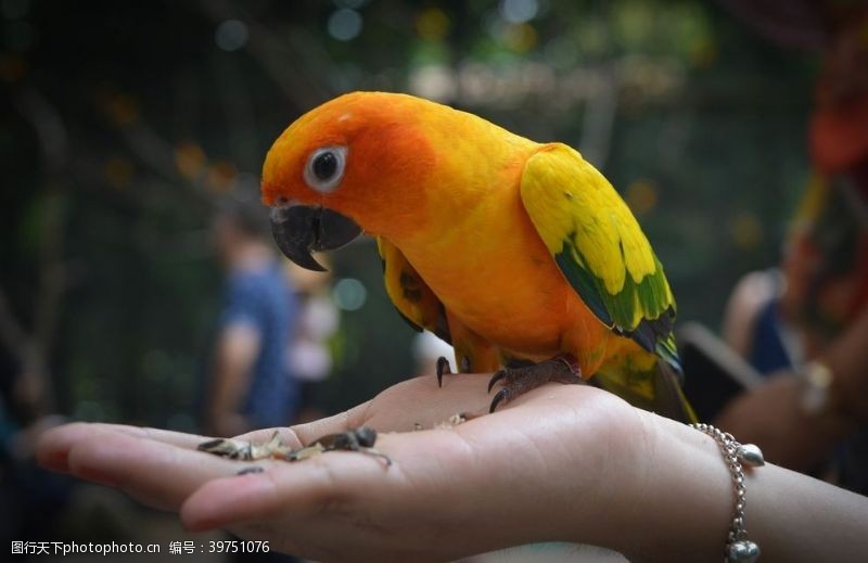 鸟巢鹦鹉图片