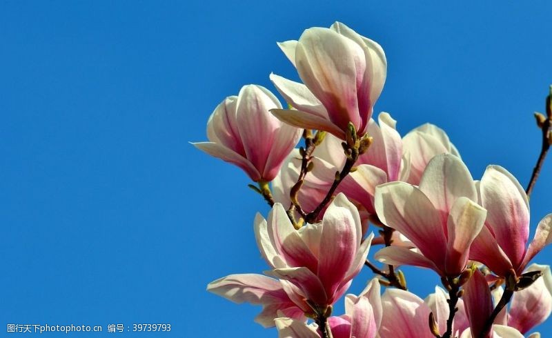 淡色花朵玉兰花图片