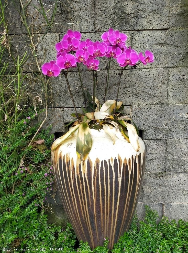 暖春紫色兰花图片